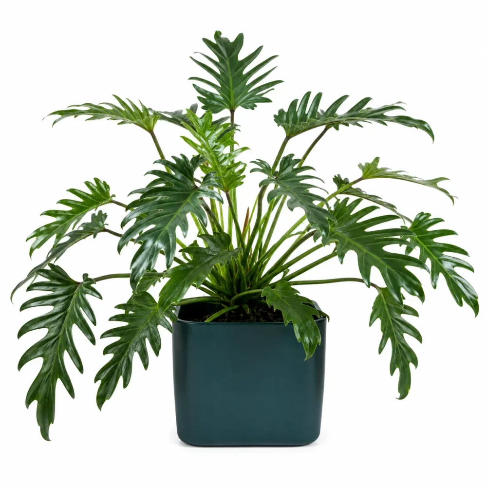 Philodendron 'Xanadu' plant