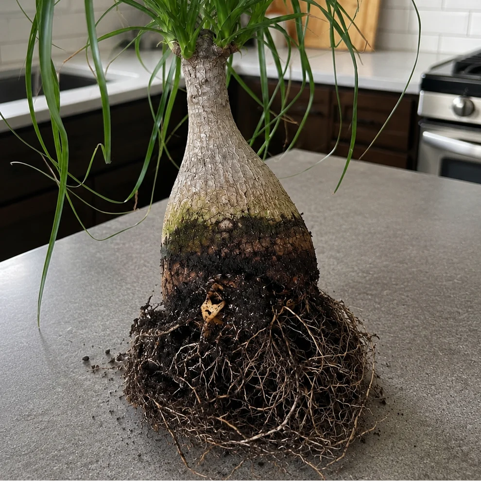 Ponytail Palm Root Rot: Early Signs to Watch For