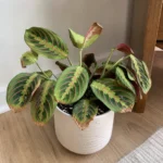 Prayer Plant Brown Tips: Why Leaf Edges Crisp and How to Fix Them