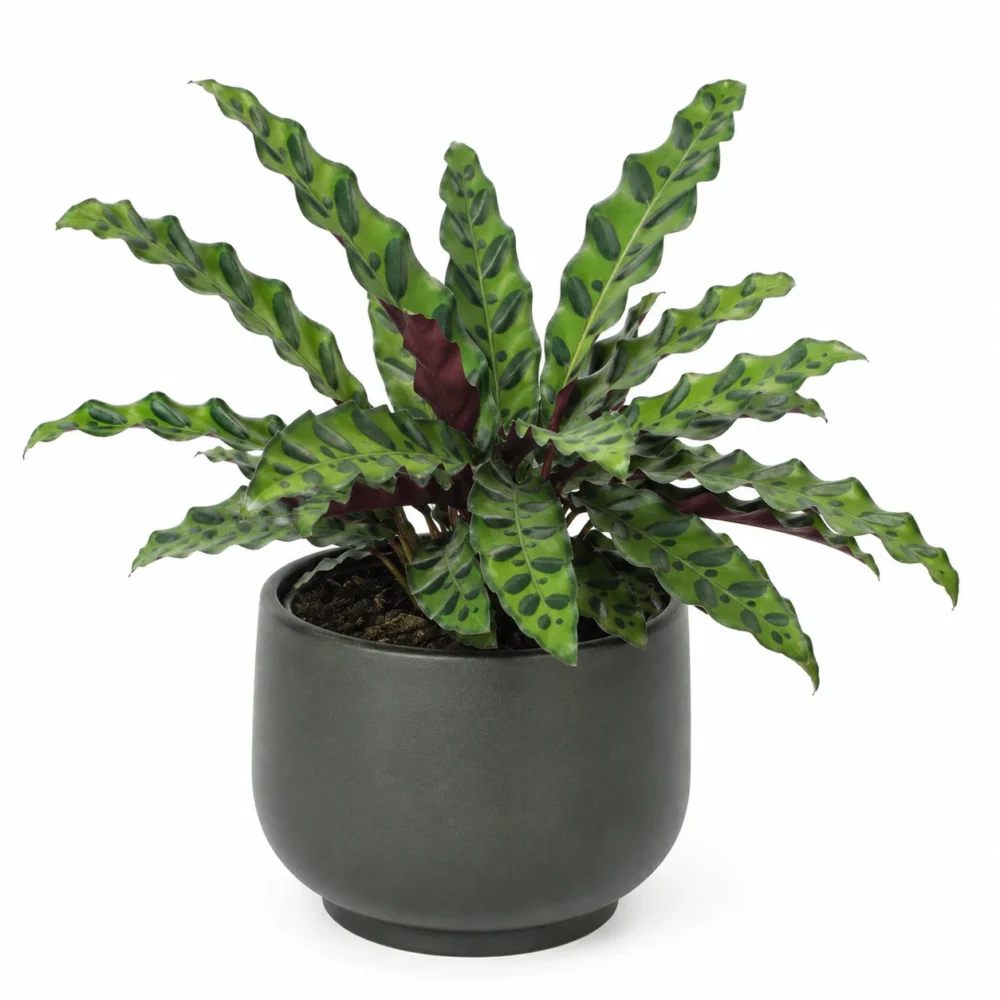 Rattlesnake Plant (Calathea Lancifolia) plant