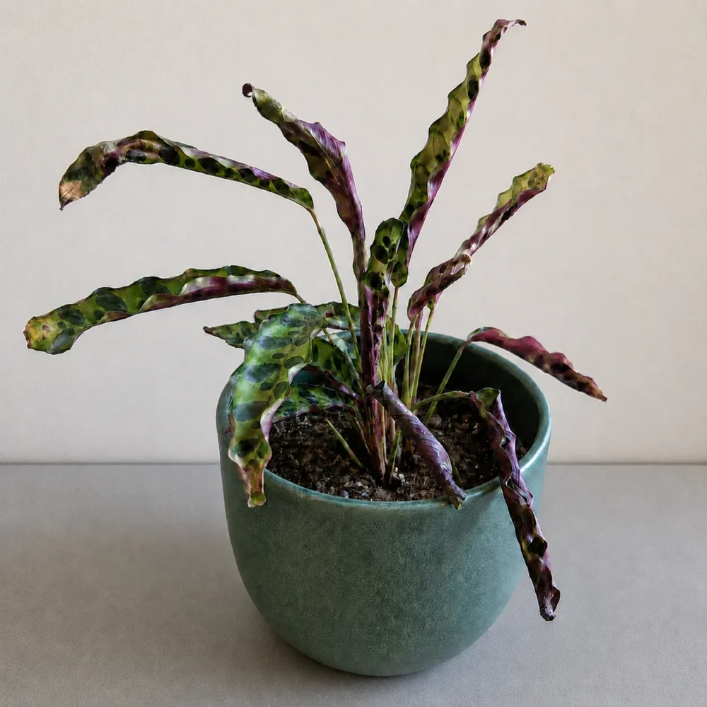 Rattlesnake Plant Leaves Curling: How to Fix It