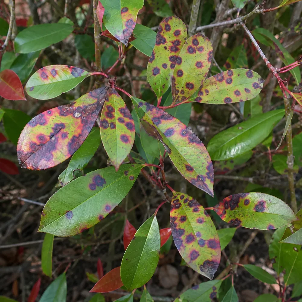 Red Tip Photinia Leaf Spot: How to Stop Red Spots and Leaf Drop