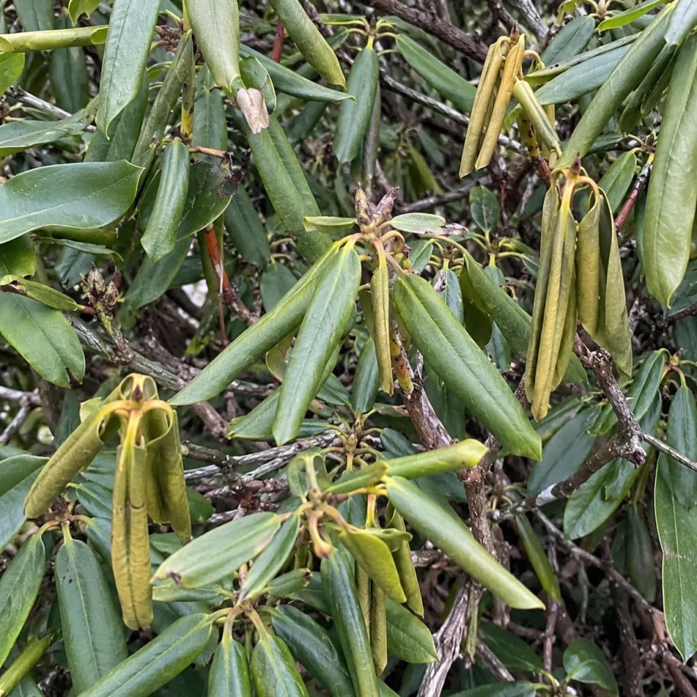 Rhododendron Leaves Curling: Winter Stress, Drought, or Root Trouble?