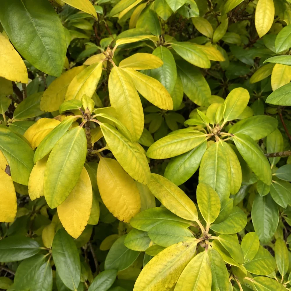Rhododendron Yellow Leaves: What Causes Chlorosis and How to Fix It