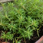 Rose Moss Not Blooming: How to Get Portulaca Flowers Back