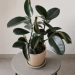 Rubber Plant Leaves Curling: Causes and Solutions