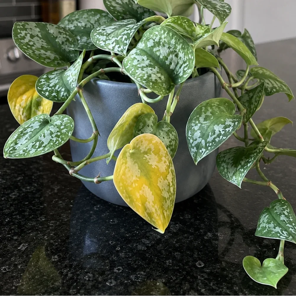 Satin Pothos Leaves Turning Yellow: Causes and Solutions