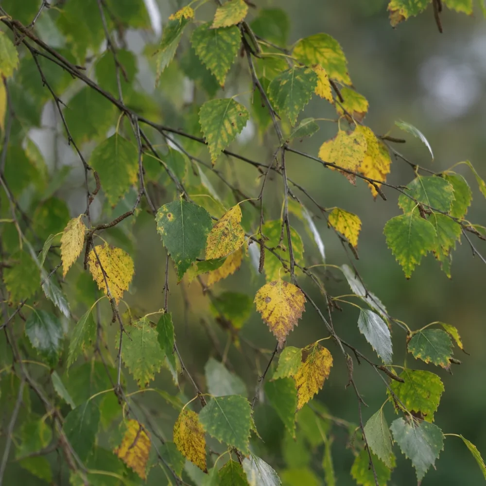 Silver Birch Leaves Turning Yellow: Causes, Diagnosis, and Recovery Tips