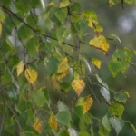 Silver Birch Leaves Turning Yellow: Causes, Diagnosis, and Recovery Tips