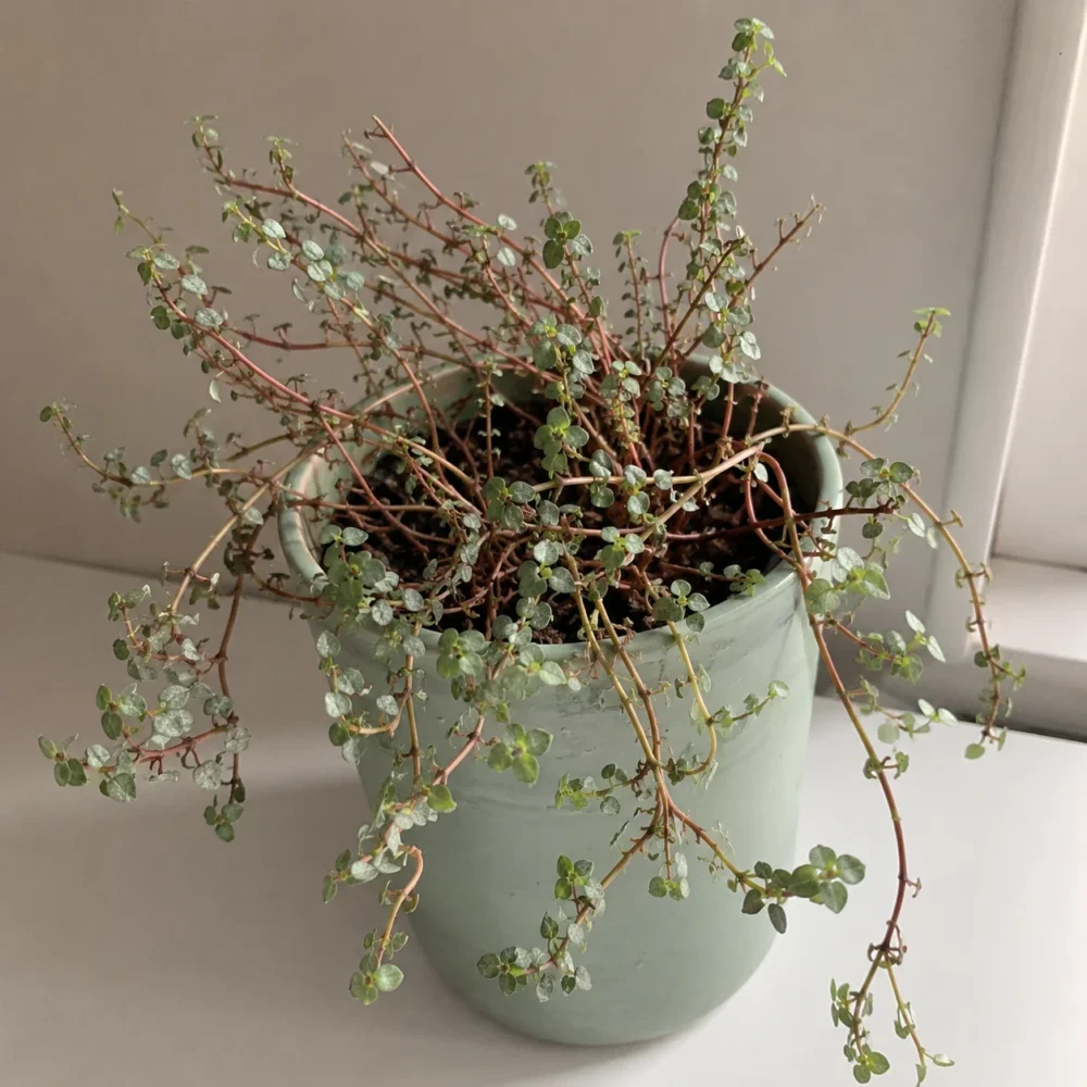 Silver Sparkles Plant Dropping Leaves: How to Fix It