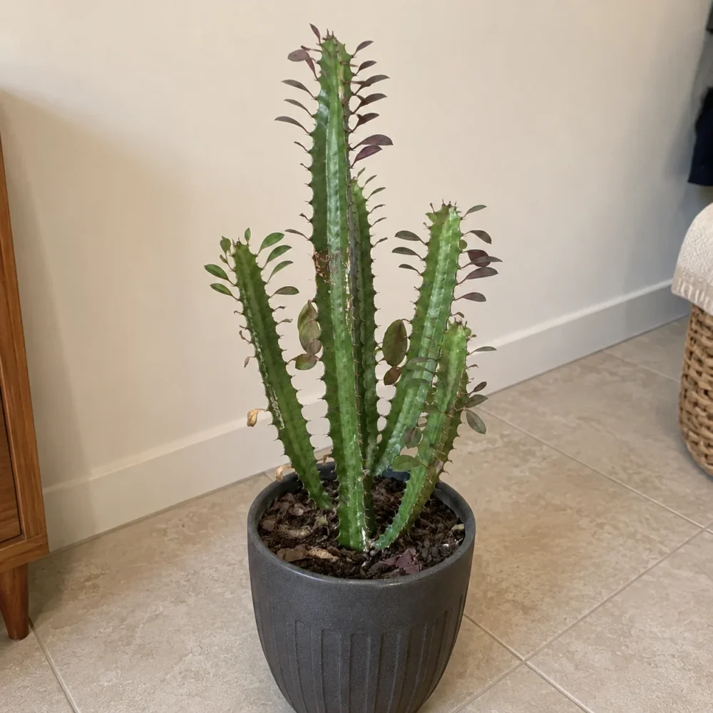 Why Is My African Milk Tree Dropping Leaves?