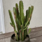 African Milk Tree Turning Brown? How to Tell Corking From Trouble
