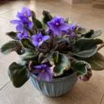 African Violet Leaves Curling Up or Down?