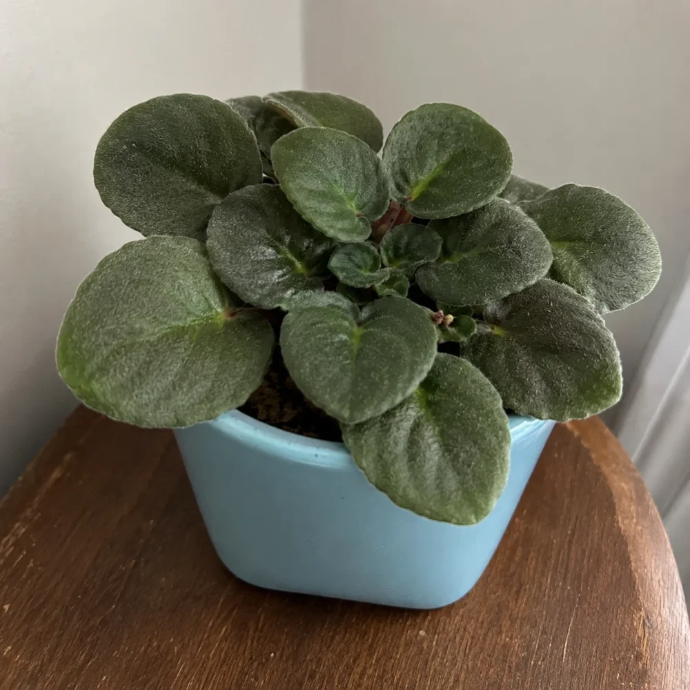 African Violet Not Blooming: How to Get It to Flower Again