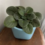 African Violet Not Blooming: How to Get It to Flower Again