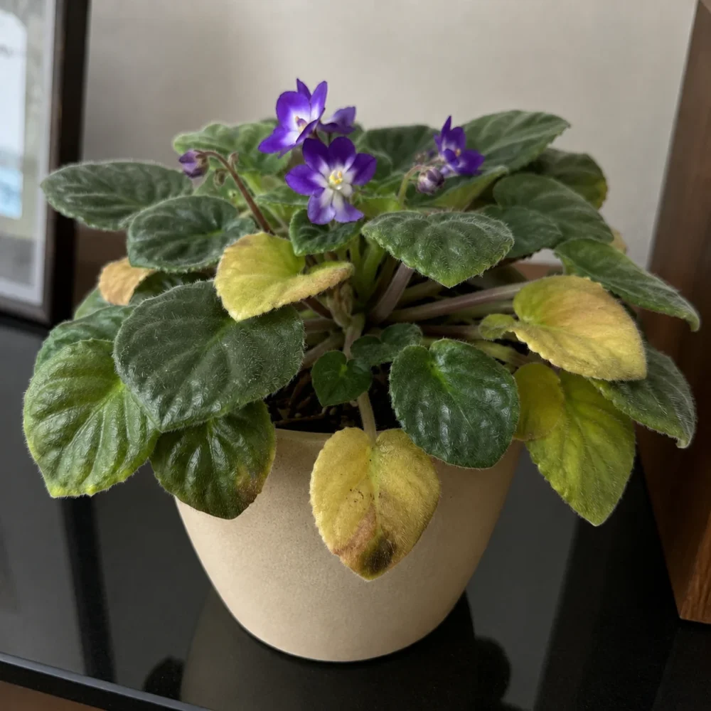 Yellow Leaves on African Violet: When to Worry, What to Do