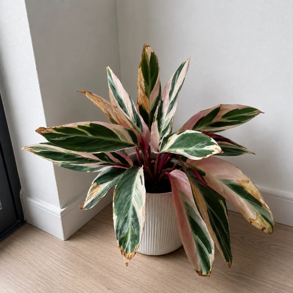 Stromanthe ‘Triostar’ Brown Leaves: Humidity, Water Quality, and Moisture Clues