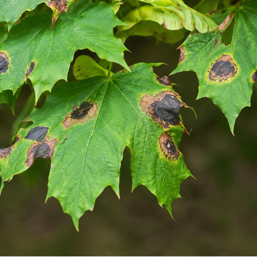 Sycamore Maple Tar Spot: Black Leaf Marks and Autumn Cleanup