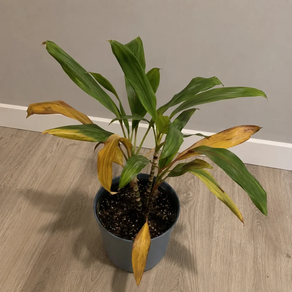 Ti Plant Leaves Turning Yellow: When to Water, Move, or Repot
