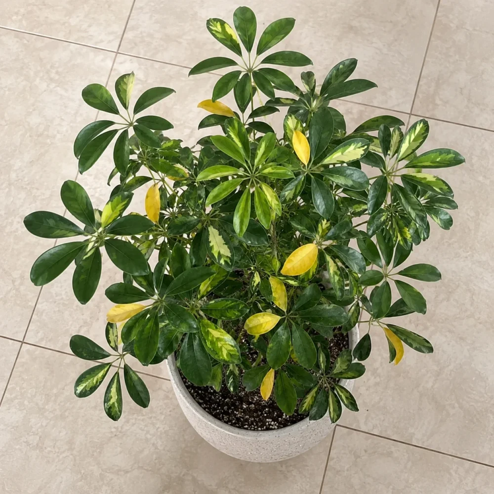 Umbrella Tree Leaves Turning Yellow: Fix the Watering and Light Balance