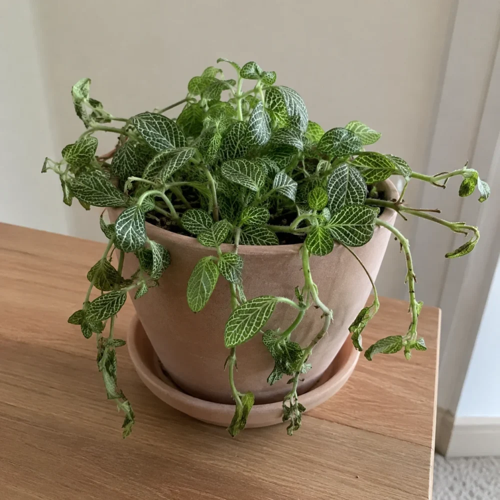 How to Revive a Drooping White Nerve Plant
