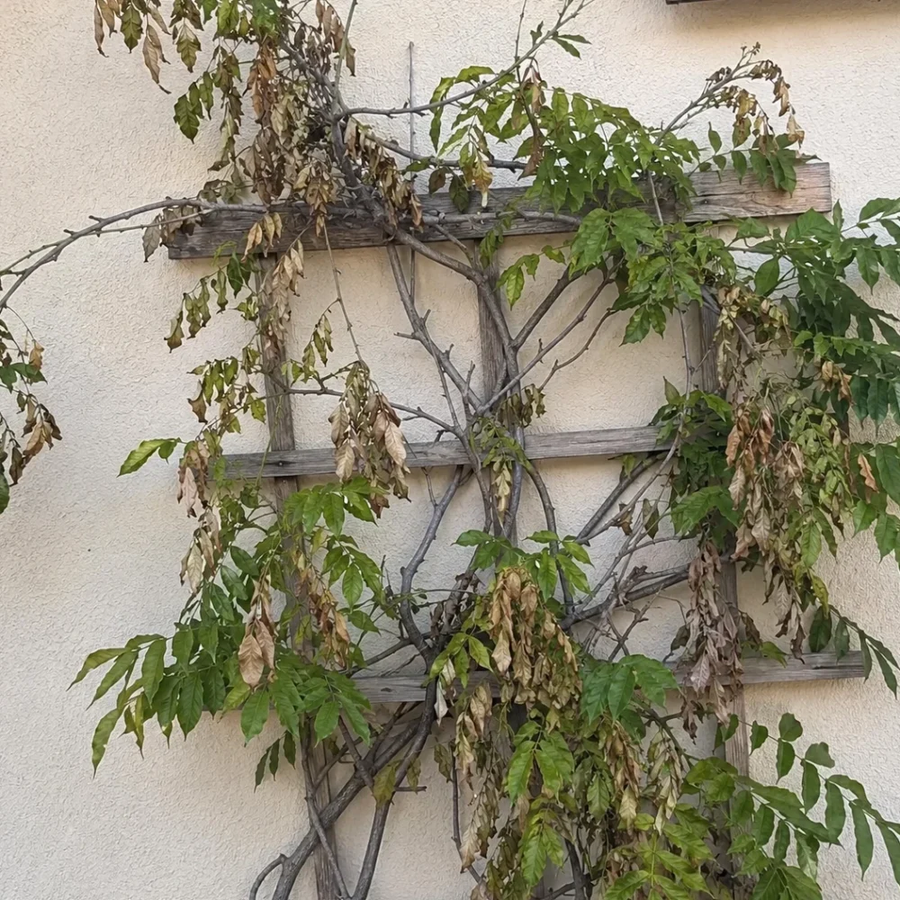 Why Is My Wisteria Dying Back?
