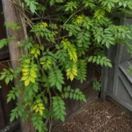 Why Are My Wisteria Leaves Turning Yellow?