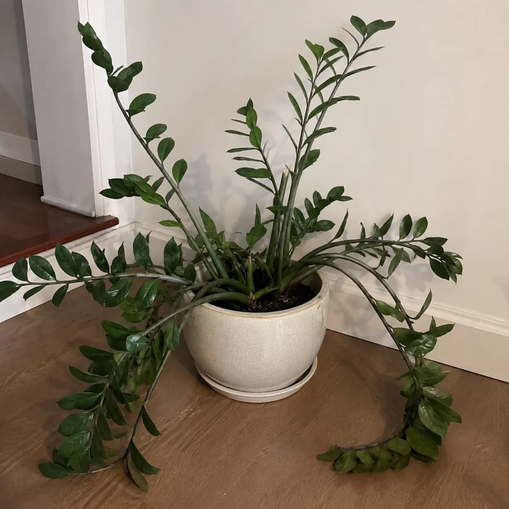 ZZ Plant Stems Drooping and Falling Over