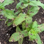 Brown Spots on Zinnia Leaves and How to Treat Them