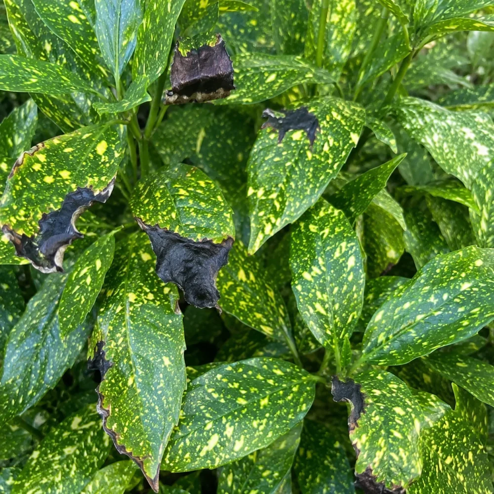Spotted Laurel Black Leaves: Root Stress, Wet Soil, and Dieback Warning Signs