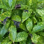 Spotted Laurel Black Leaves: Root Stress, Wet Soil, and Dieback Warning Signs
