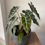 Alocasia Leaves Turning Brown? Read the Pattern to Fix It