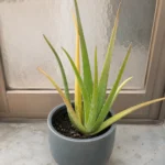 Aloe Vera Turning Yellow: The Causes You Can Actually Fix