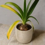 Amaryllis Leaves Turning Yellow: Is the Bulb Resting or in Trouble?