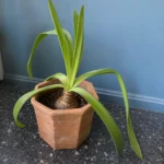 Amaryllis Leaves Drooping: What to Do
