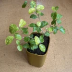 Arabian Jasmine Leaves Turning Yellow: What the Pattern Reveals