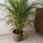 Areca Palm Turning Yellow? How to Diagnose and Save the Fronds