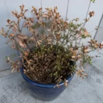 Azalea Turning Brown and Dying? How to Diagnose and Save It