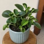 Baby Rubber Plant Leaves Curling? How to Flatten Them Out