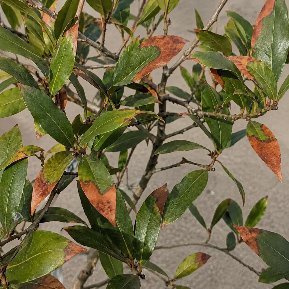 Why Bay Laurel Leaves Turn Brown - and How to Revive the Tree