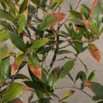 Why Bay Laurel Leaves Turn Brown - and How to Revive the Tree