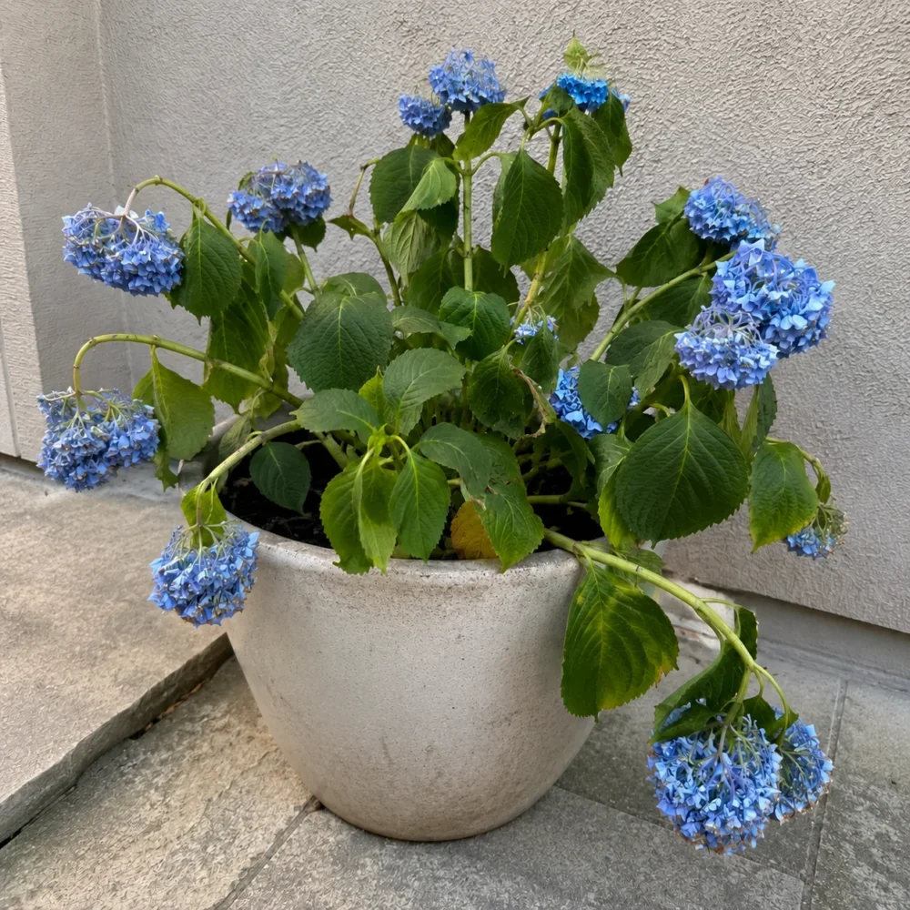 Drooping Hydrangea? How to Tell What's Wrong and Revive It