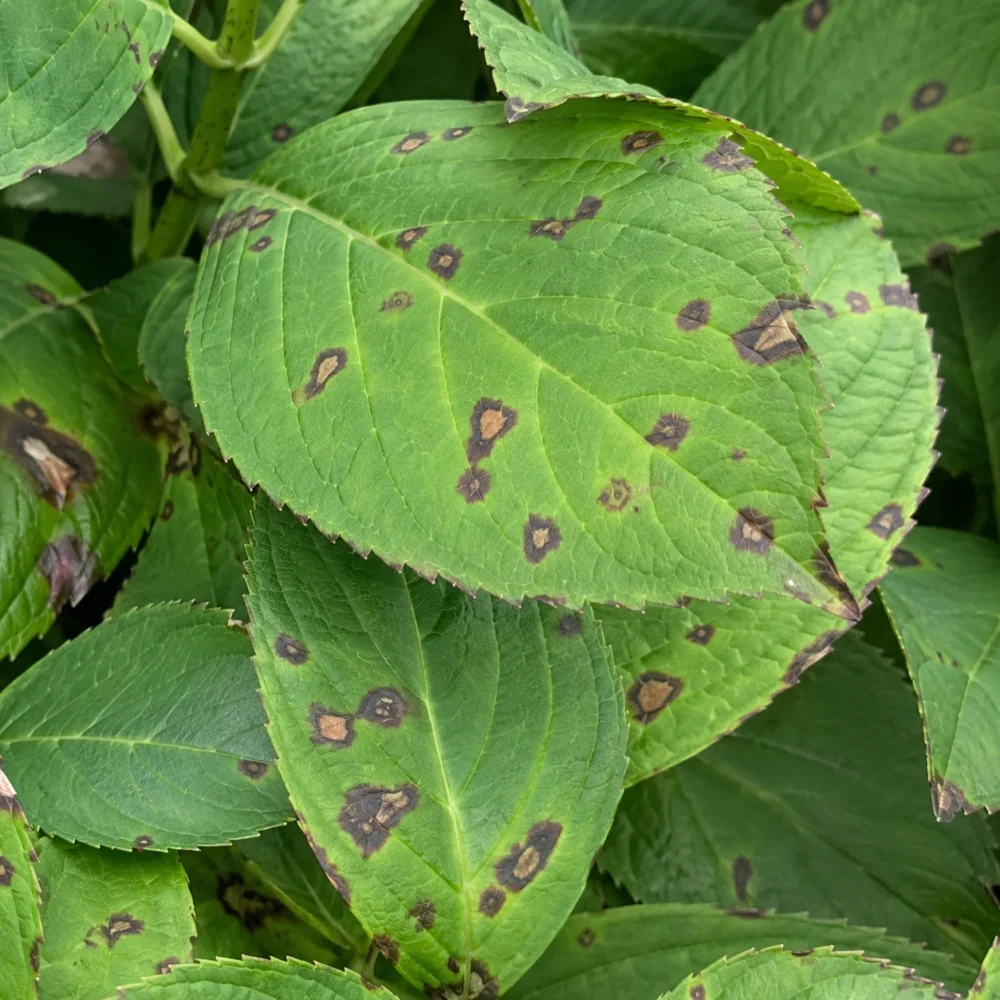 Brown Spots on Hydrangea Leaves: Is It Cercospora or Worse?