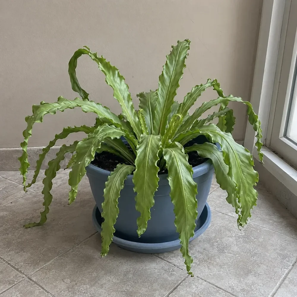 Why Bird’s Nest Fern Leaves Droop and How to Revive Them