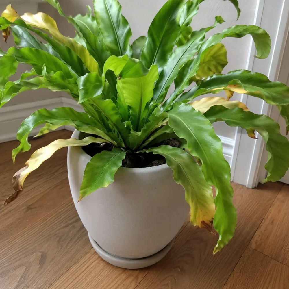 Yellow Fronds on a Bird's Nest Fern: What's Really Going On