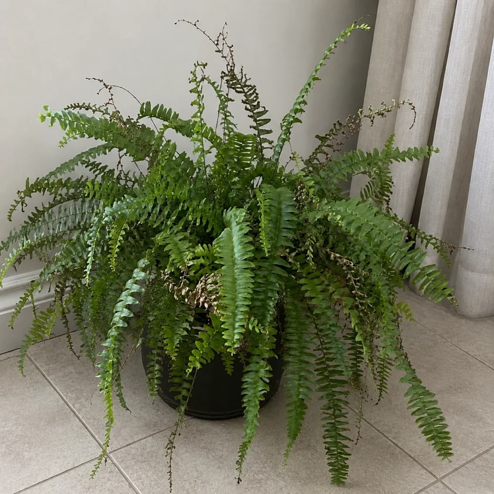 Boston Fern Shedding Leaves Everywhere? When to Worry
