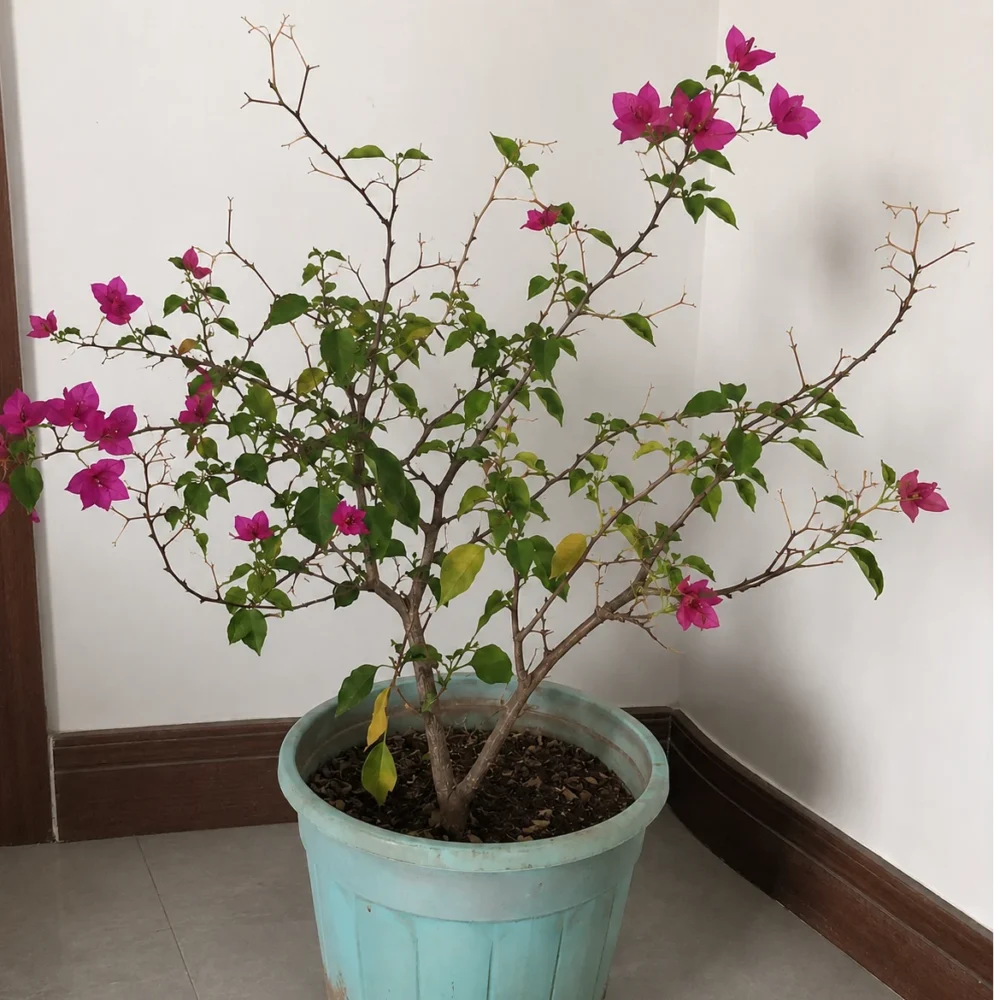 Bougainvillea Dropping Leaves: Panic or Part of the Plan?