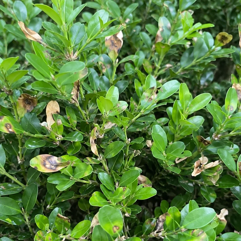 Boxwood Blight: How to Identify, Treat, and Stop It Spreading