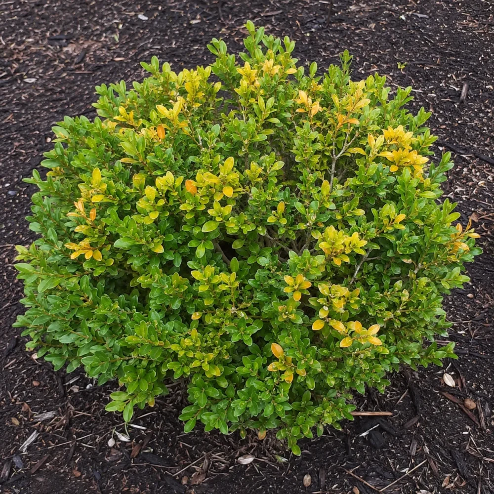 Boxwood Turning Yellow or Orange? Decoding the Color Change