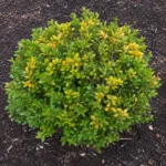 Boxwood Turning Yellow or Orange? Decoding the Color Change